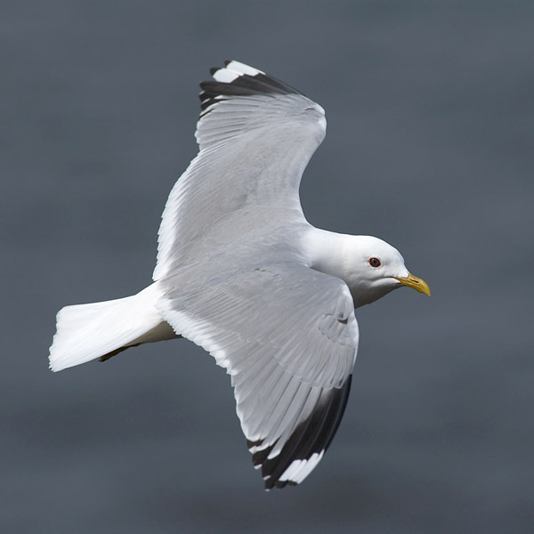 Kalalokki, Mew Gull, Larus canus